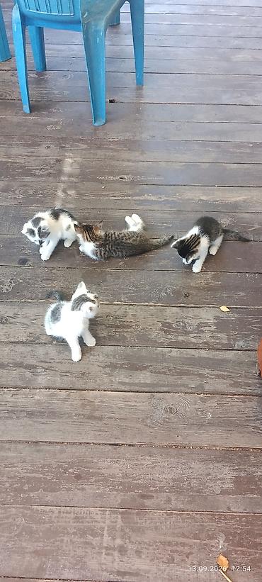 cat chow: Отдадим котят в хорошие руки! кушают сами,ходят в лоток — 1