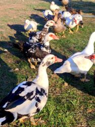 Коровы, быки: Самка, | Lal ordek, Для разведения, Самовывоз, Платная доставка