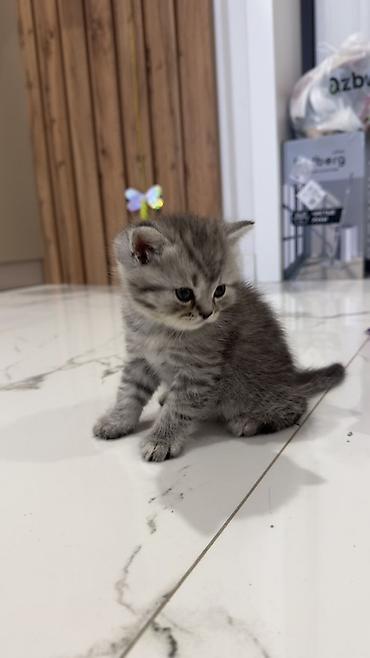 Продажа кошек: Три кошки и один кот Породистые котята серебристого окраса — 10