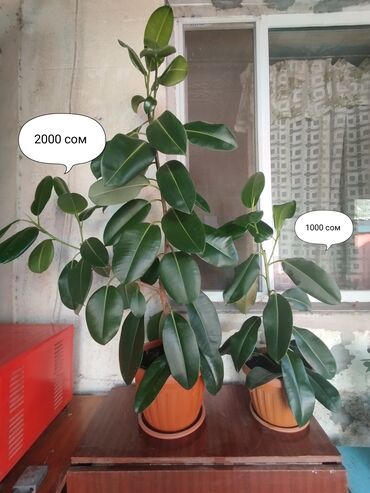 фикус каучуконосный: 🌿 Фикус Эластика — стильное зелёное украшение для дома или офиса!