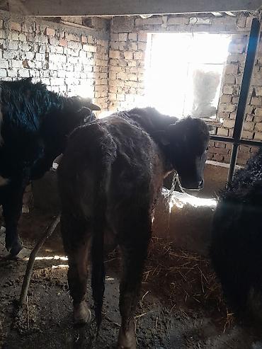 Коровы, быки: Продаю | Бык (самец) | На откорм | Привязанные — 9