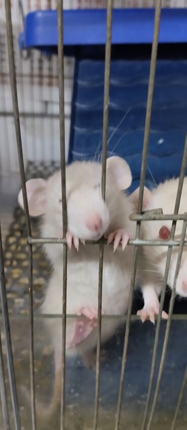 Грызуны: Продам маленьких крысят Дамбо