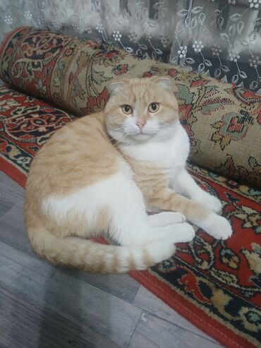 где можно купить шотландского вислоухого котенка: Вязка мальчик 2 года!!!