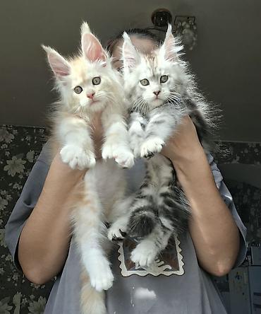 кошка породы мейн кун: ✨ Шикарные котята-полидакты ✨ В продаже очаровательные — 3
