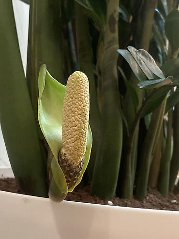 iris gulu: Dollar gülü-Zamioculcas 10 yaşı var azı.Boyu-1,6m Ev,Restoran və ofis — 4