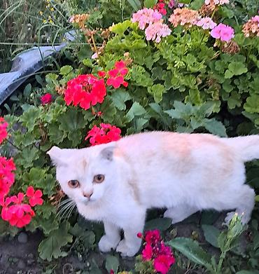 Осталось 2 шотладских вислоухих котёнка(скоттиш фолд).Окрас бело- at lalafo.kg — 9 Осталось 2 шотладских вислоухих котёнка(скоттиш фолд).Окрас бело- — 9