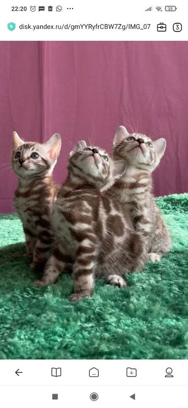 Продажа кошек: Бенгальская, 1 месяц, Мальчик, Белый, С документами, С прививками, Приучена к лотку — 13