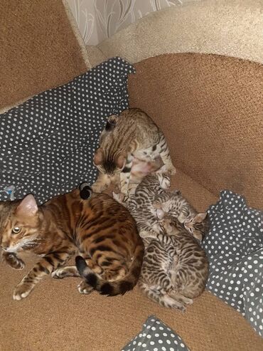 Продажа кошек: Бенгальская, 1 месяц, Мальчик, Черепаховый, Приучена к лотку — 3