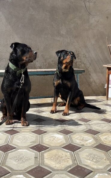 Rotveyler, 1 il, Erkek, Peyvəndli, Ödənişli çatdırılma