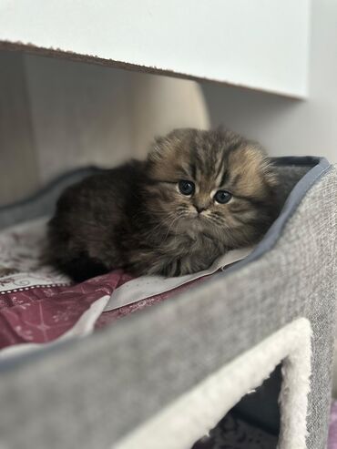 Pişiklər: Şinşilla, Dişi, Erkək, Yaxşı əllərə, Ödənişli çatdırılma, Ünvandan götürmə, Pulsuz çatdırılma — 5