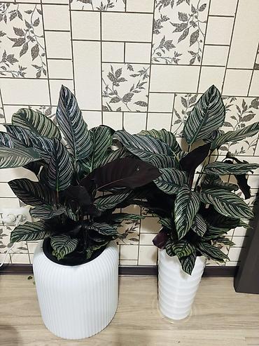 Калатея (Calathea) Орната гигант. Кашпо отдельно продается!!! - Сорт