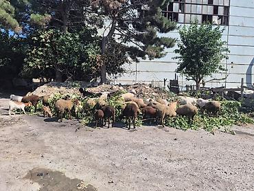 heleb kecileri: 27 eded keci cepis coxuda bogazdi 19 eded qoyun quzudu 4 erkek 4 ana 2 — 9