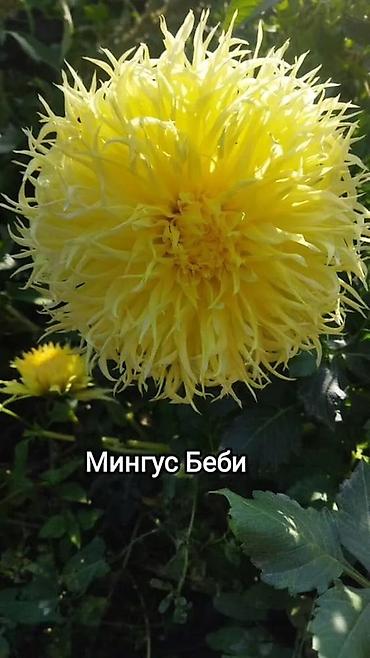 красный бантик: Георгины сортовые – коллекция ярких махровых и полумахровых — 5