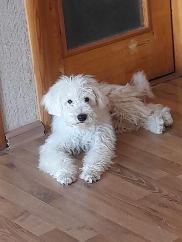 Bıçaqlar: Pudel, 3 ay, Peyvəndli, Ünvandan götürmə
