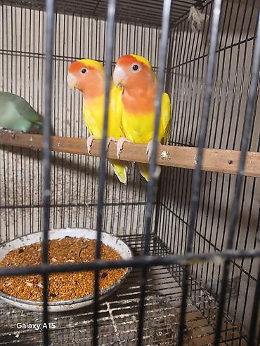 kanarya bulbulu: Məhsul: Sevgi quşları (Lovebird) – cüt Təsvir: - Parlaq sarı bədən — 3