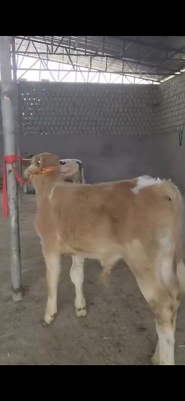 Dana, buzov: 2 ay yarimliq temiz saf qan simental dana erkək prablemi yoxdu yem ot -da lalafo.az — 10 Dana, buzov: 2 ay yarimliq temiz saf qan simental dana erkək prablemi yoxdu yem ot — 10