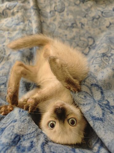 Mačke: Dostupno sijamsko mače muškog pola, naviknuto na kućne uslove, naučeno — 1