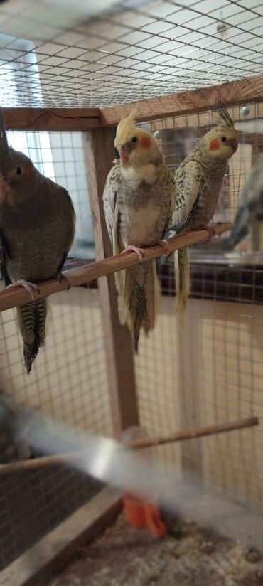 Akvariumlar: Digər heyvanlar
