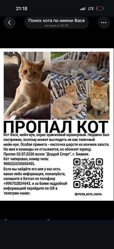 черный мейн кун: Пропала : Мейн-кун, Мальчик, Рыжий — 4