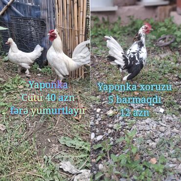 Inəklər, öküzlər: Ağ yaponkalar cütü 40 azn hər ikisidə nar pipikdi.fərə yumurtlayır
