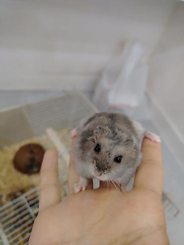 шиншилла грызун: Cırtdan hamsterlər – Dwarf Hamster balaları 3 dənədi 2 ağ dişi 1 qara — 2