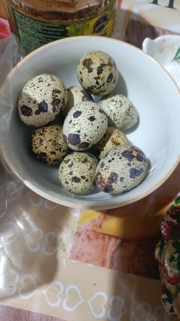 Мясо: 3 кг — 12