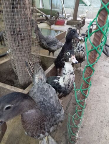 Ördəklər: Muscovy (hind) ördək balaları – müxtəlif rənglərdə - Cins — 4