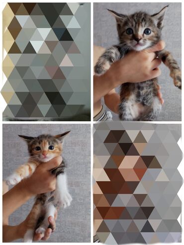 животные котята: Кошка даром: Беспородная, 2 месяца, Девочка, Приучена к лотку