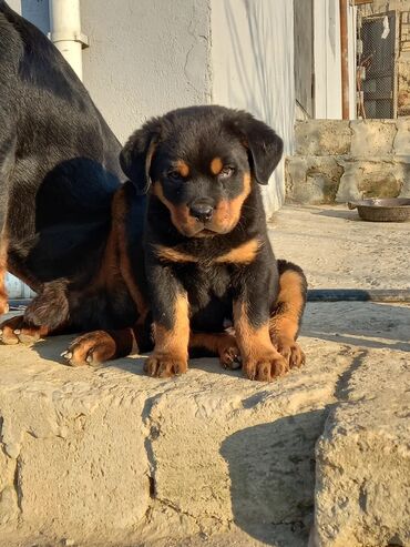İtlər: Rotveyler, 1 ay, Erkek, Peyvəndli, Ünvandan götürmə lalafo.az -da İtlər: Rotveyler, 1 ay, Erkek, Peyvəndli, Ünvandan götürmə
