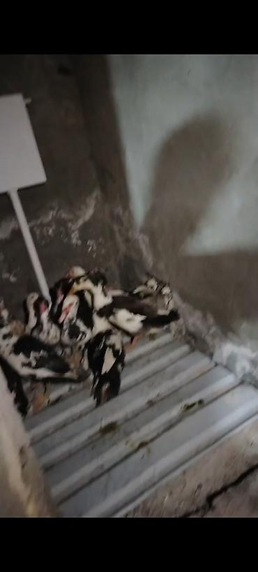 at qiymeti: 14 dənədi biri 20 manatdan satilir . internetdə və bazarda qiymətini — 5