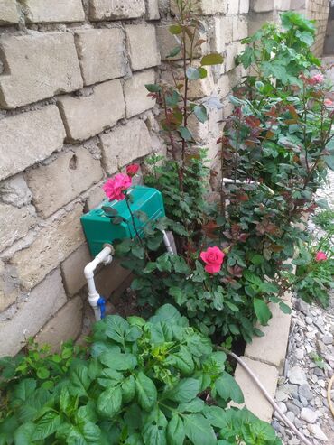 Həyət evləri və villaların satışı: 3 otaqlı, 350 kv. m, Kredit yoxdur, Orta təmir -da lalafo.az — 7 Həyət evləri və villaların satışı: 3 otaqlı, 350 kv. m, Kredit yoxdur, Orta təmir — 7