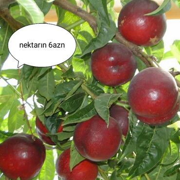 tuya ağacı azerbaycan dilinde: Nektarın agaclari