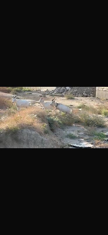 sane keci: Agribal alpin ober(H) sanen 3 ed ana oberhas 6 ed sanen 1 ed ana heleb — 5