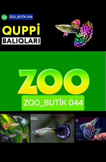 top 3 ev heyvanları: 👉AKVARİUM BALIĞLARIN SATIŞI👈 ZOO_BUTİK 044