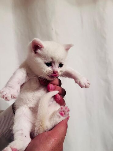 Pişiklər: Erkək, Dişi, Yaxşı əllərə, Rayonlara çatdırılma, Ünvandan götürmə, Ödənişli çatdırılma — 6