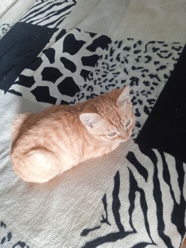 японская порода кошек: Рыжий котёнок с короткой гладкой шерстью и классическим тигровым