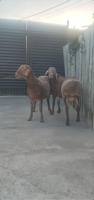 зерно ячмень: Продаю | Овца (самка), Баран (самец) at lalafo.kg зерно ячмень: Продаю | Овца (самка), Баран (самец)