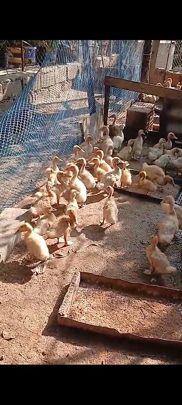 ördək balası və cücə: Pekin ördəy balaları satılır istəyən əlaqə saxlasın unvan Lənkəran — 2
