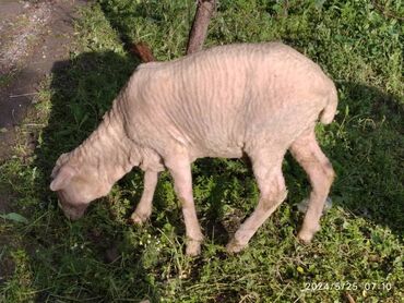 Бараны, овцы: Продаю | Овца (самка), Ягненок | Меринос | На забой, Для разведения, Для шерсти | Кастрированные