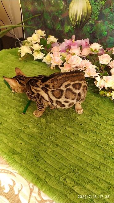 Мышыктар: Бенгальский котик Мальчик. 5мес. Невероятно красивый контрастный с — 7