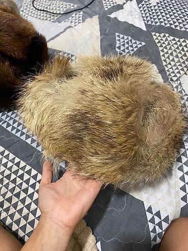норкавые шапки: Шапка, Зима, Объемная модель — 6