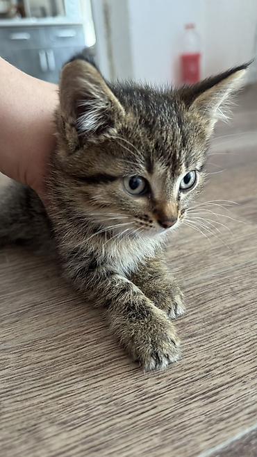 серые котики: Котята и взрослая кошка серого окраса. На фото — несколько домашних — 2