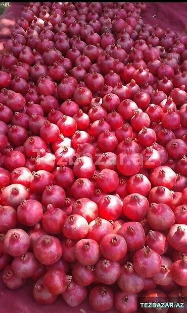 kok saplar: Nar tingləri və məhsuldar nar sortu - Məhsul: Nar tingləri (bağ və — 2