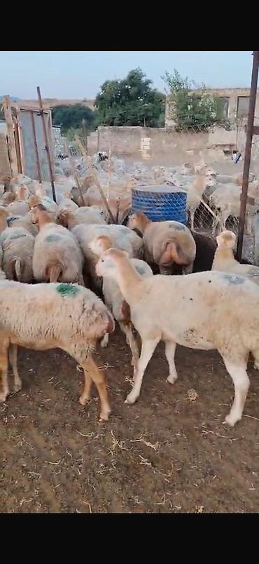 qoyun yanıbala: 🐑 210 baş qoyun, quzu və keçi satılır Ümumi 210 başdır. İçərisində — 2