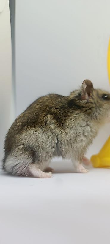 Животные: 🐹 Готовый пушистый друг — без забот! 🏡 Джунгарский хомяк (1,5 месяца) — 8