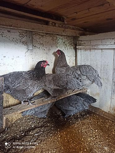 bakida at bazari: Toyuq, Australorp, Damazlıq, Ünvandan götürmə, Ödənişli çatdırılma — 4