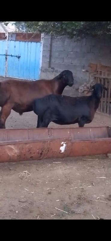 Qoyunlar, qoçlar: Cütü 450. AZN dişi boğazdır — 7