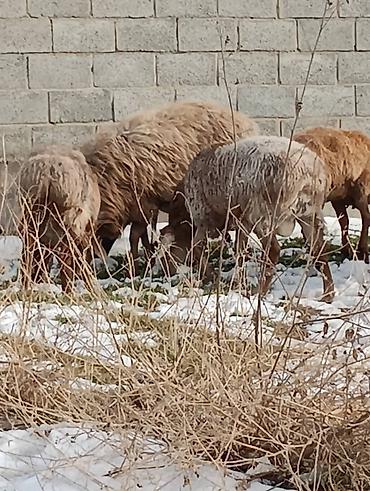 Баран, овца: Продаю | Овца (самка) | Для разведения — 11