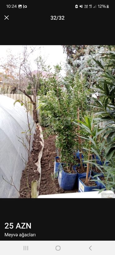 Tinglər: Müxtəlif dekorativ və meyvə ağaclarının tingləri. • Xurma-narıngi — 31