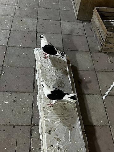 sumqayıt göyərçin: Bir cüt təmiz qara çəp bakı quşları istəyən vpa yazsın — 1
